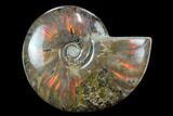 Flashy Red Iridescent Ammonite - Wide #127941-1